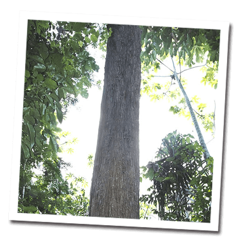 タヒボの木