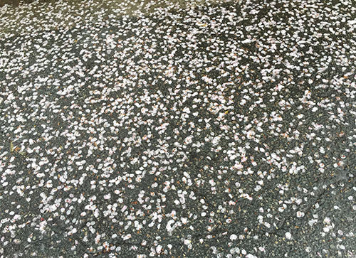 桜