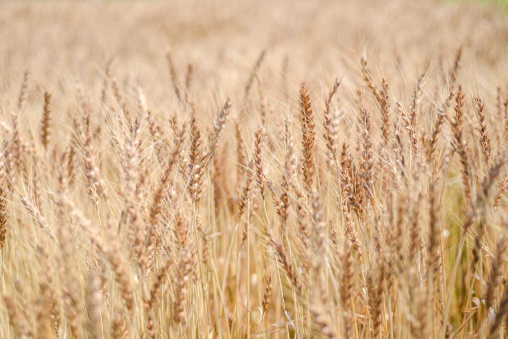 レンチンプラス