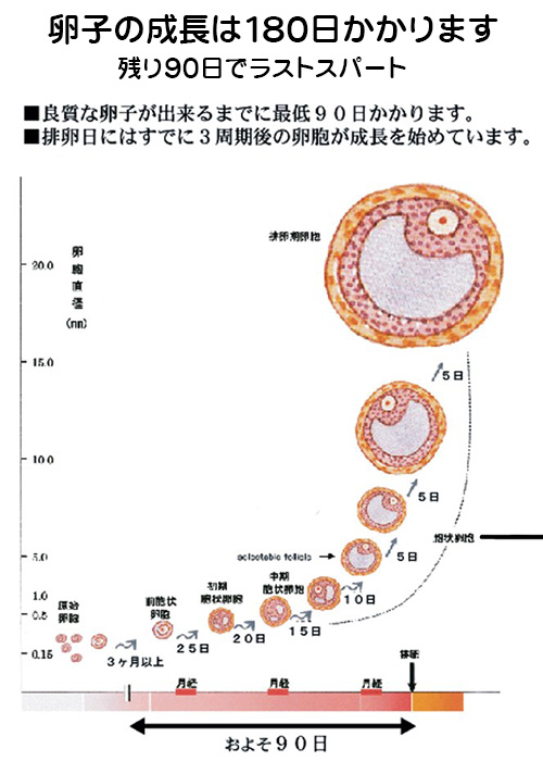 卵子の成長