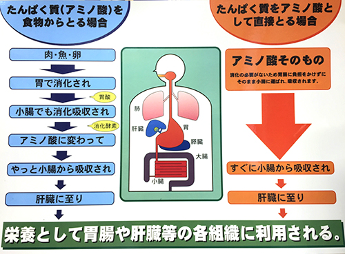 アミノ酸