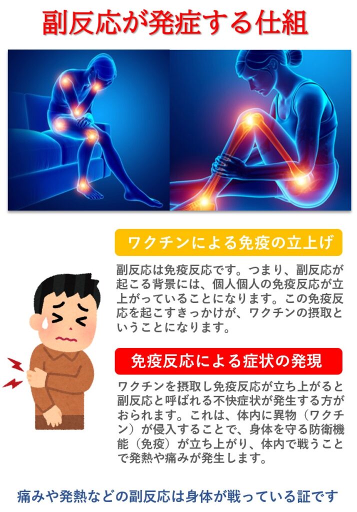 副反応はどのようして起こるの？副反応はワクチン接種によって身体の免疫機能が立ち上がることで起こります。