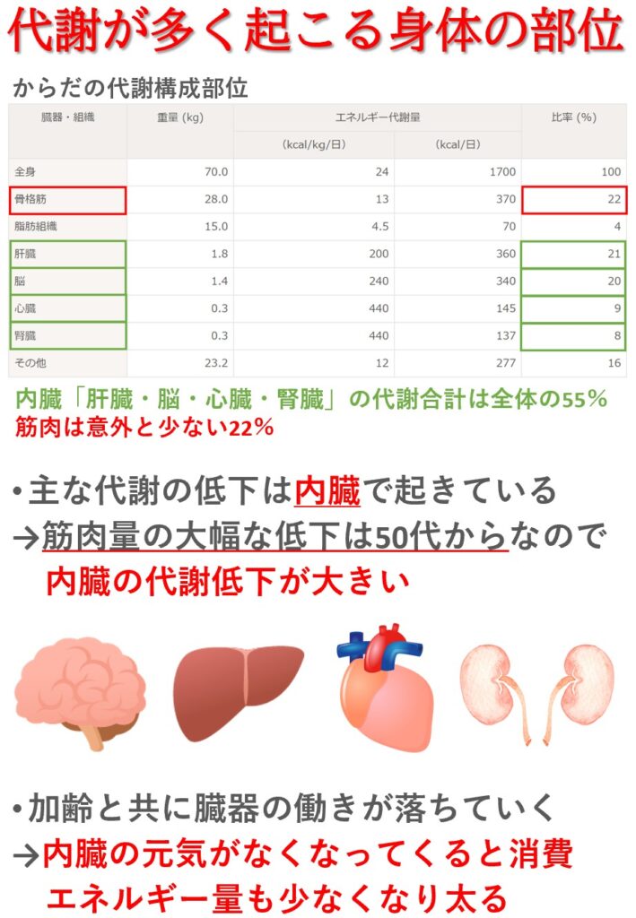 基礎代謝量が多い臓器「脳・肝臓・心臓・腎臓」筋肉は全体の2割程度