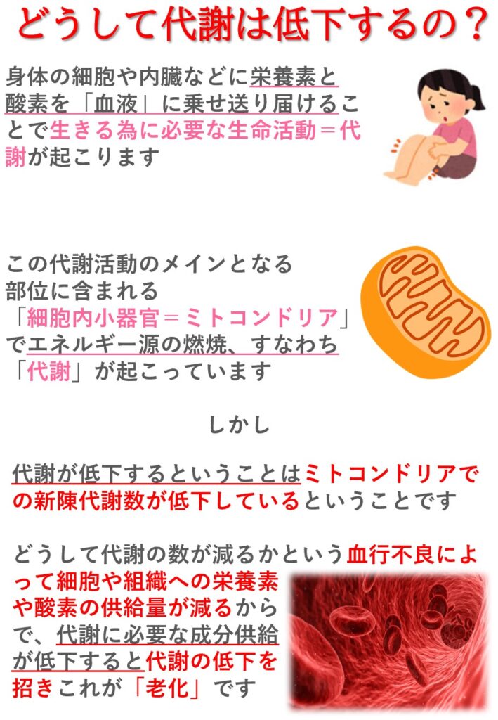 代謝の低下は様々な原因があるけど血行不良も原因の一つ