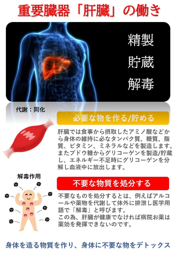 肝機能障害を知る前に肝臓の働きを説明します。肝臓は身体に必要なタンパク質、脂質、糖質、ミネラル、ビタミンなどを製造したり、飢餓に備えてグリコーゲンを貯蔵する働きがあります。さらに、身体に不必要な成分や毒素、例えばアルコールやお薬などを解毒し身体にとって無害な物に代謝するという働きがあります。