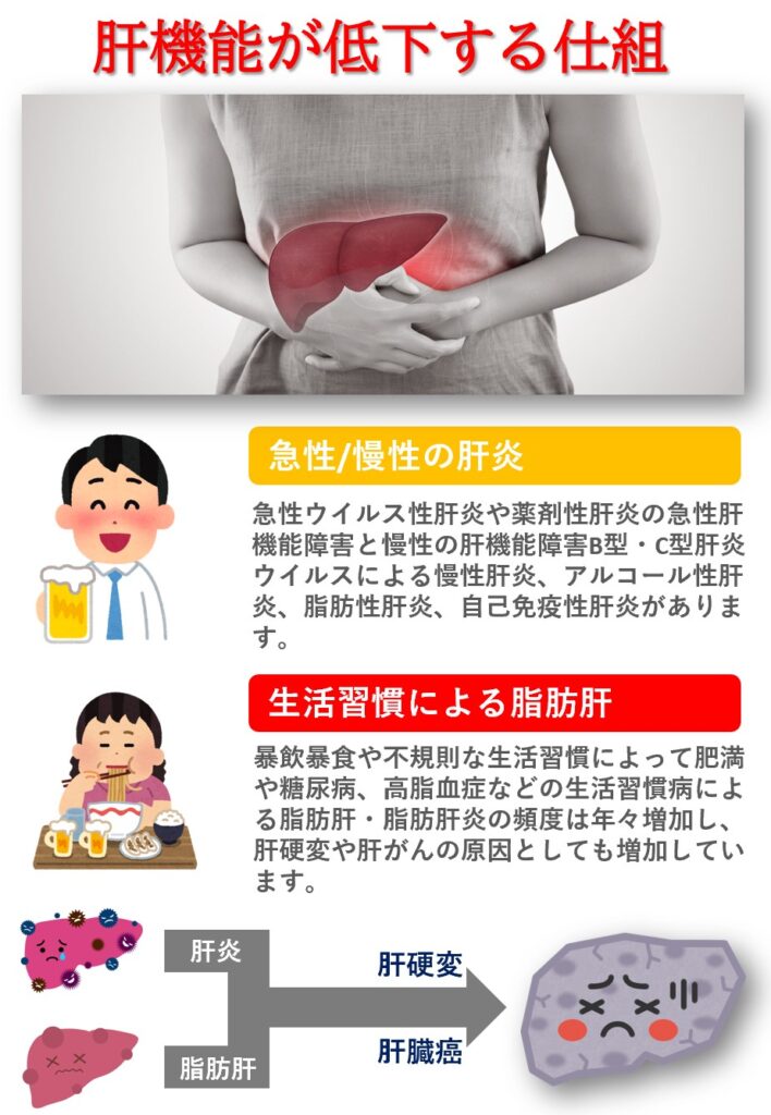 肝臓が弱くなり肝機能が低下してしまう仕組みは、ウイルスやお薬の影響によっておこる急性肝機能障害やB型C型などの慢性肝機能障害などの肝炎が起こることによります。さらに不規則な生活習慣や暴飲暴食、アルコール（お酒）の飲み過ぎによる脂肪肝からの肝炎によっても関K脳障害はおこります。