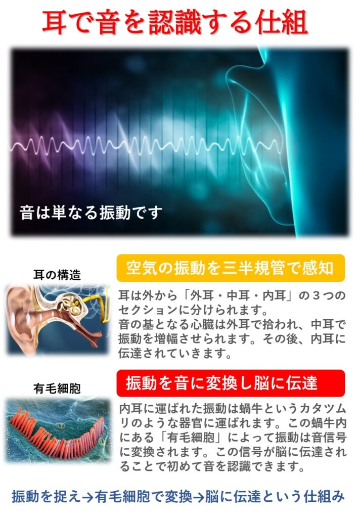 音を聞く仕組み：蝸牛に存在する有毛細胞が振動を音に変換して脳に伝達することで私達は音を認識できます。