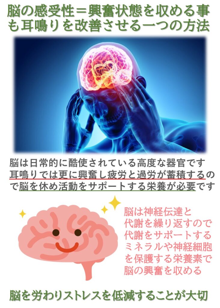 耳鳴り治療では難聴によって興奮状態に陥る脳の興奮を収めることも重要です。